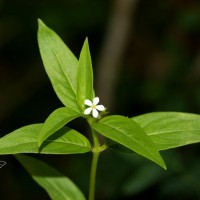 Catharanthus pusillus (Murray) G.Don